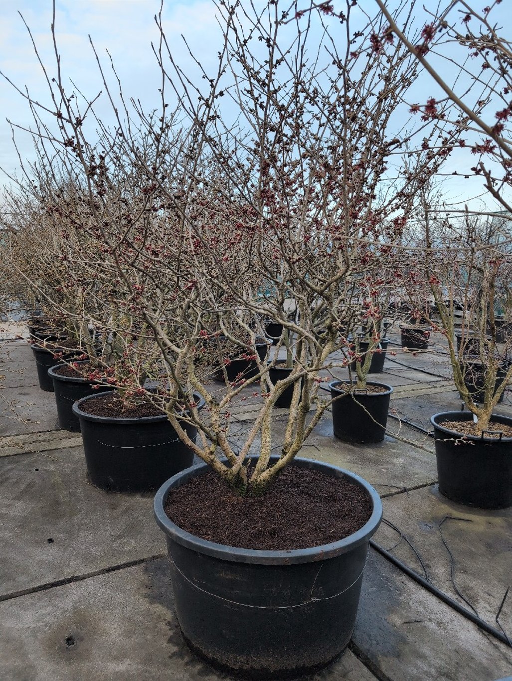 Hamamelis int. 'Diane' - 175-200 CM in Cont.